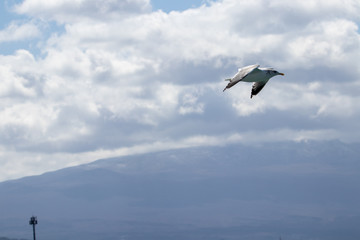 dynamic flying seagull on the sky