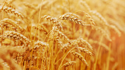Wheat field with spikelets in gold tones_