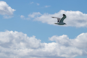 Obraz premium dynamic flying seagull on the sky