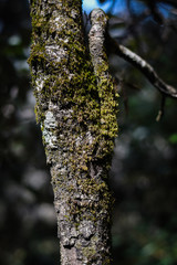 moss on the old tree in the mountain nainital uttarakhand