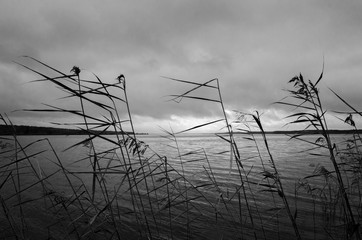 Black and white photo of tall grass on a lake background