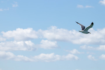 dynamic flying seagull on the sky