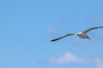 dynamic flying seagull on the sky