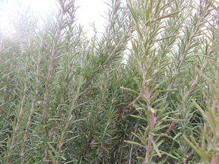 Rosemary in landscape