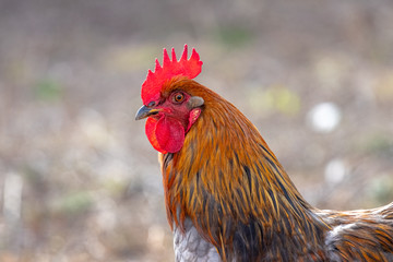 Brown cock in profile on blurred background_