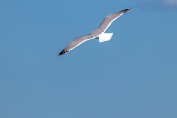 dynamic flying seagull on the sky