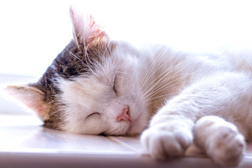 The white spotted cat sleeps on the windowsill and basks in the sun_