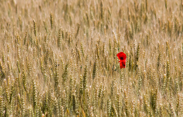 A red color poppy in ears of wheat in field.Large view.