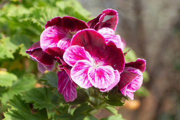 Pink geranium flower in a garden during spring