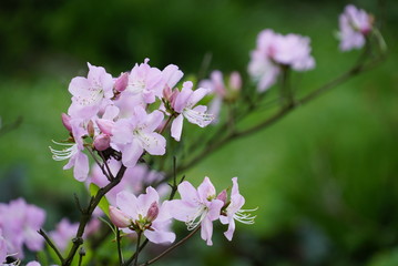 Spring flowering of garden rhododendron, Azalea. Pink, delicate flowers on a background of greenery and branches. Blurry background