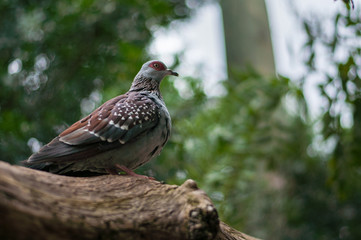 blue dove on a branch in the Park