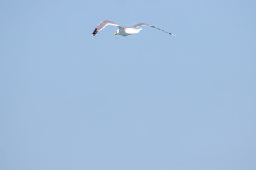 dynamic flying seagull on the sky