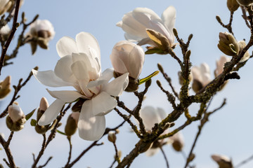 weiße Magnolie