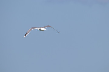 Fototapeta na wymiar dynamic flying seagull on the sky