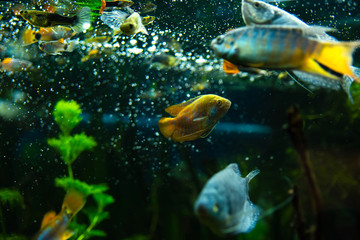 Naklejka premium gourami fish in aquarium water