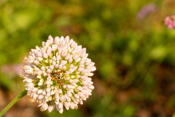 Macro of a wasp on a allium flower with blur to the background