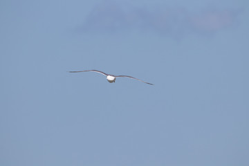 dynamic flying seagull on the sky