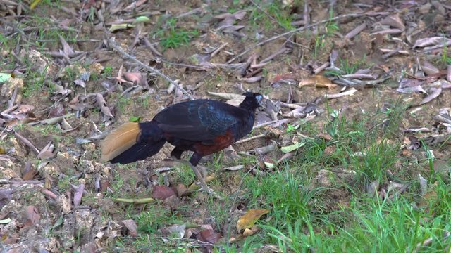 Borneo Crested fireback is the rare bird that lives in Borneo jungle.