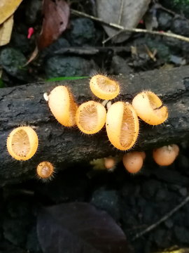Gelbe Schildborstling Pilze auf dem Waldboden
