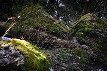 snowfall in the forest of mountain 