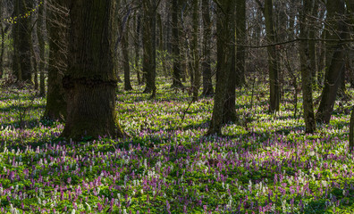 Beautiful wild flowers in the forest, under warm evening light