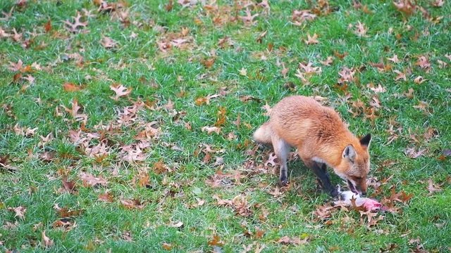 Slow motion of one wild eastern orange red fox in Virginia on grass in backyard or front yard hunting killing eating chewing dead squirrel paw