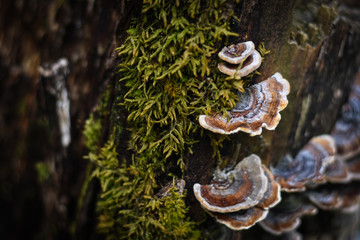 fungus  on a tree in the forest  - obrazy, fototapety, plakaty