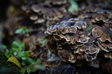 fungus  on a tree in the forest  © Abhishek Tomer