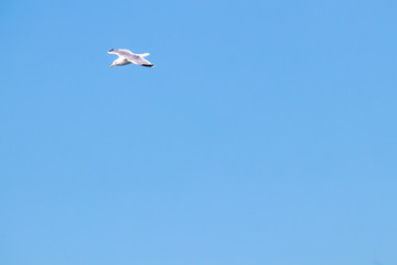dynamic flying seagull on the sky