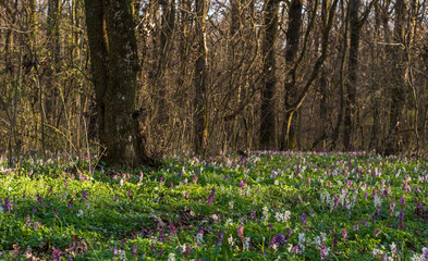 Obraz premium Beautiful wild flowers in the forest, under warm evening light