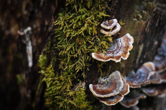 fungus  on a tree in the forest 