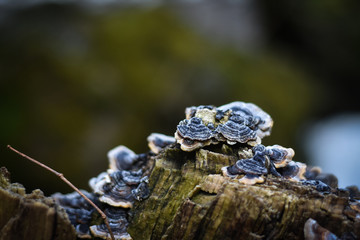 fungus  on a tree in the forest 