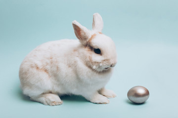 White rabbit with silver easter egg on a blue background.
