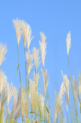 Amur silvergras (Miscanthus sacchariflorus), is a genus of African, Eurasian, and Pacific Island plants in the grass family. Tall grass flowering in August against the background of a clear blue sky.