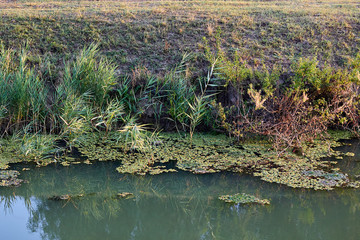 The riverbank is overgrown with green layer of reeds and duckweed