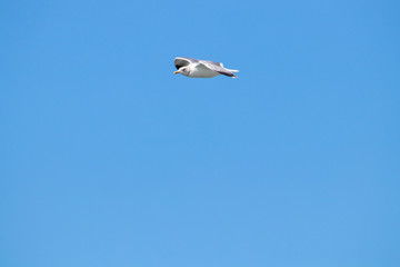 dynamic flying seagull on the sky