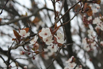 Beautiful flowers of white almond tree is the first tree that blooms