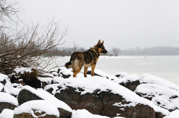 A dog walks on a winter lake