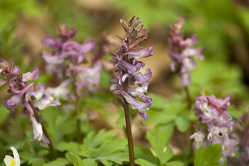 Wiosenny fioletowy kwiat w środku lasu.