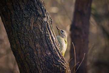 Single Grey-headed woodpecker sitting on tree trunk