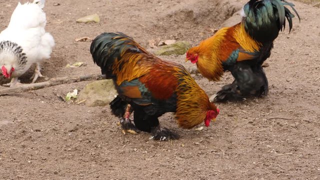 Two roosters walking around each other.