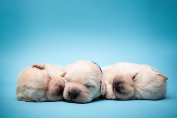 Puppy © Jagoda