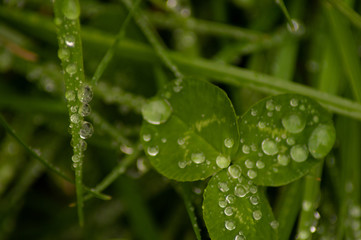macro rain drops on grass and leaves