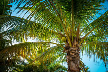 Coconut Palm tree. Blue sky on background. Beautiful sunny day. Spring or Summer vacation.
