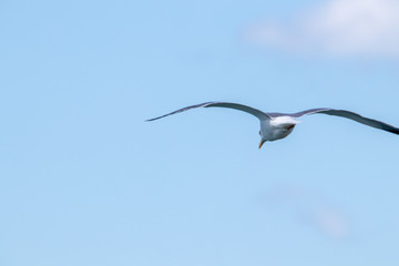 dynamic flying seagull on the sky