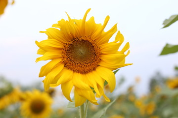 Beautiful sunflower background in full bloom