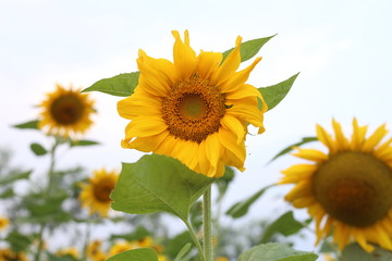 wonderful sunflowers in a field with natural background