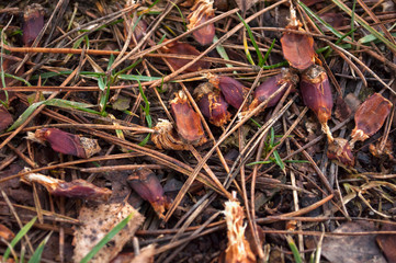 scales of pine cones on the ground, needles