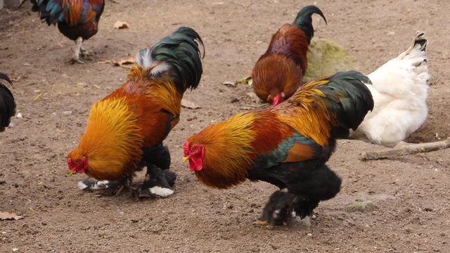 Roosters searching the ground