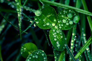 macro rain drops on grass and leaves